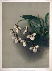 Rhynchostele × humeana als syn: Odontoglossum × humeanum
